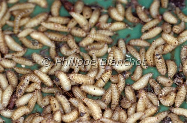 asticots drosophila.JPG - Drosophila melanogasterAsticots de Drosophile, Mouche du vinaigreFruit fly, Vinegar FlyDiptera, DrosophilidaeFrance